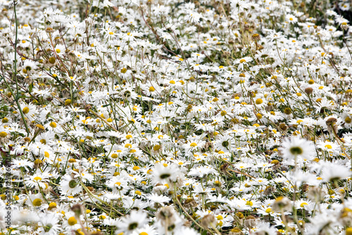 Veld met bloeiende margrieten met witte bloemblaadjes en een geel hart photo