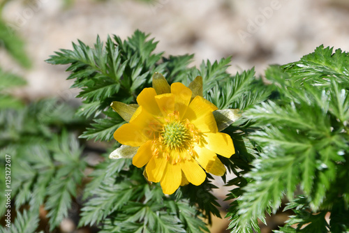Obraz na płótnie 福寿草 forked-stem adonis