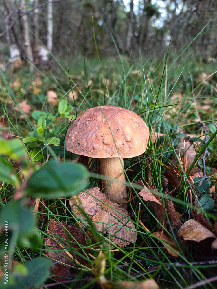 mushroom in the forest mushroom in the forest