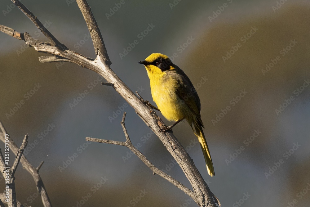 Fototapeta premium Yellow bird perched on a branch.
