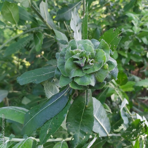 close up of a green plant