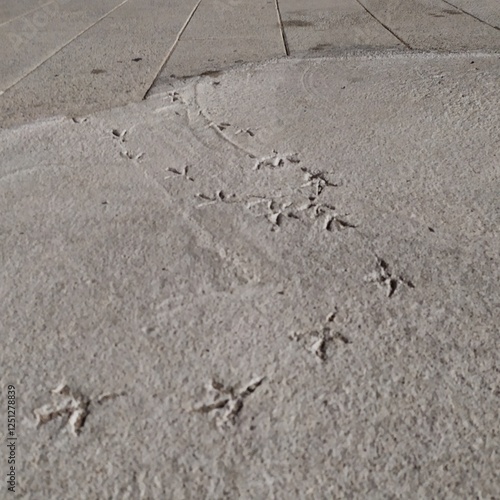 bird tracks on concrete