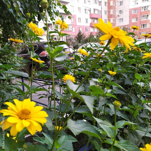 yellow flowers in garden