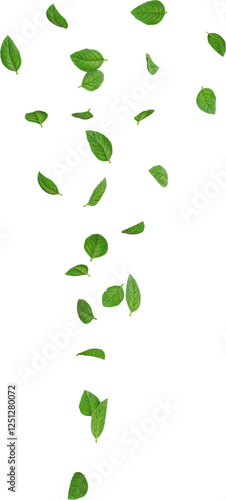 Flying Basil Leaves