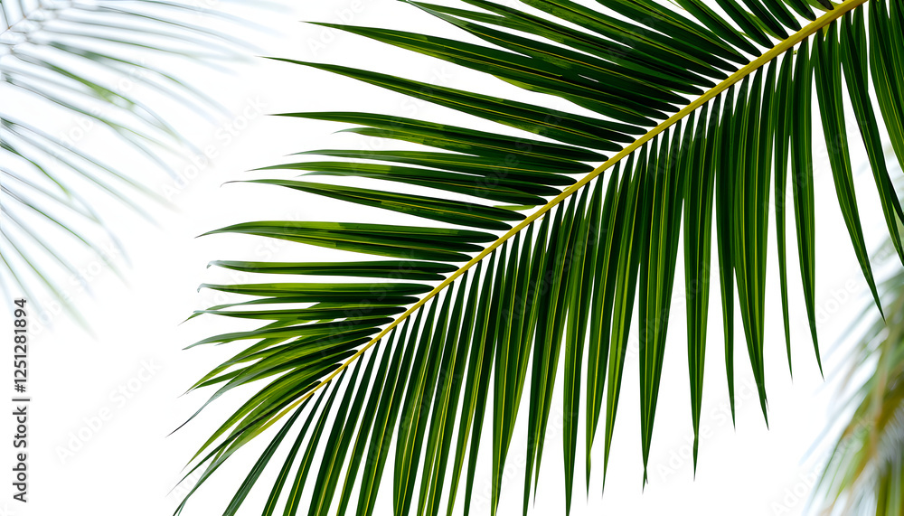 Fototapeta premium tropical nature green palm leaf on transparent background png file, 8k. with white shades