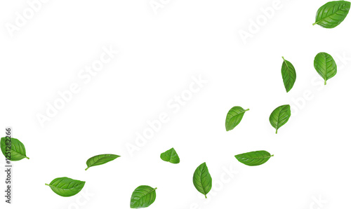 Green Basil Leaf