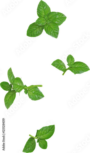 Green Basil Leaf