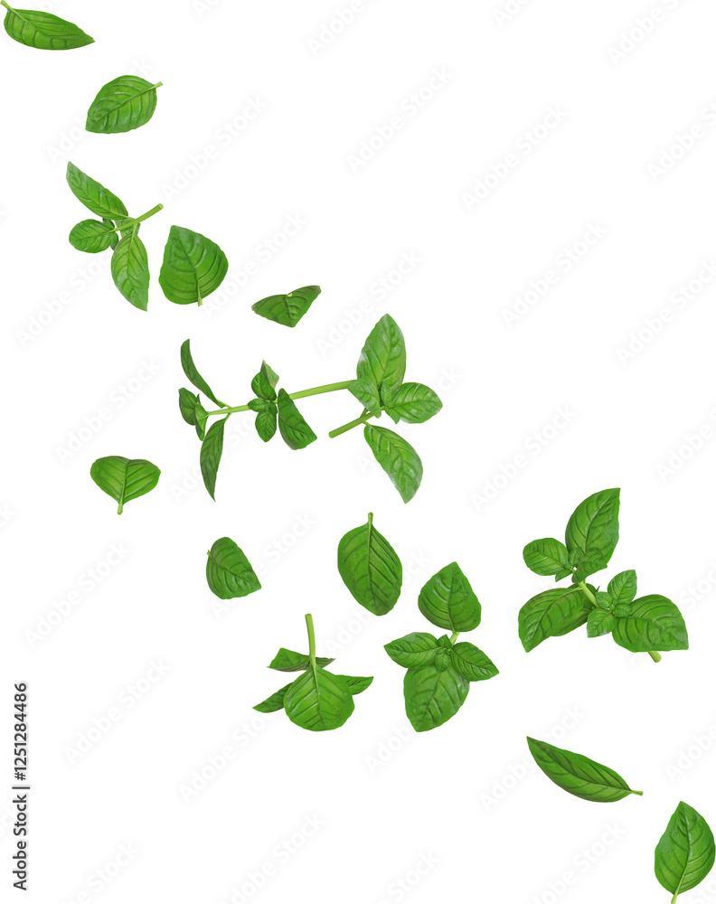 Fototapeta premium Green Basil Leaf