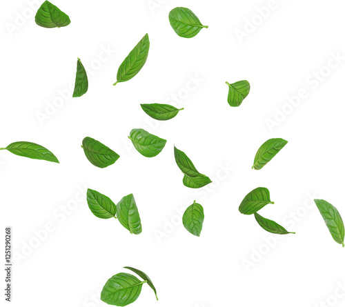 Green Basil Leaves