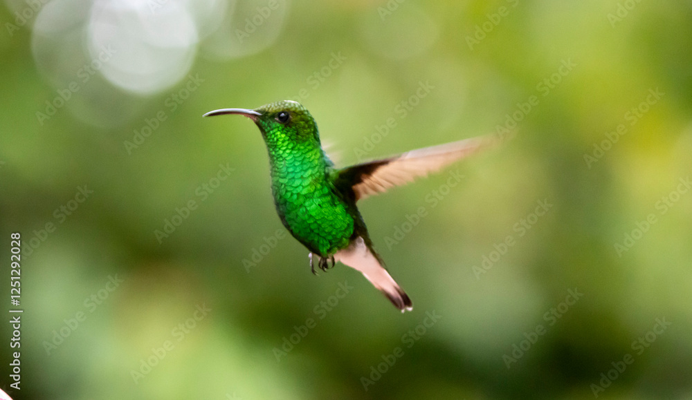 hummingbird in flight hummingbird in flight