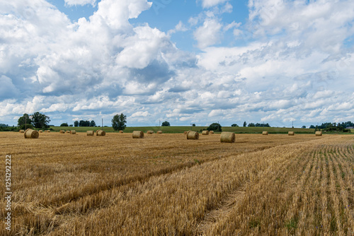 landscape of a mown wheat field with straw rolls and white clouds in the sky