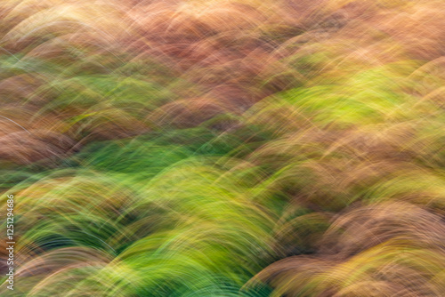 Imagens de plantas no outono pela técnica ICM.