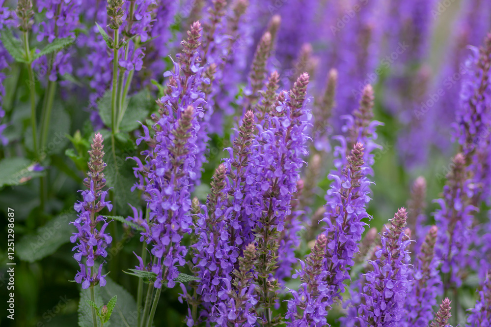 Salvia nemorosa the woodland sage beautiful bright color purple blue flowers in bloom, Balkan clary flowering plants in the gard