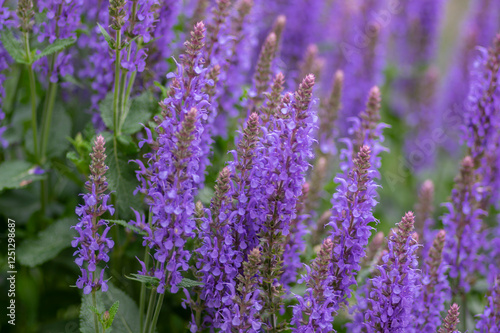 Obraz na płótnie Salvia nemorosa the woodland sage beautiful bright color purple blue flowers in bloom, Balkan clary flowering plants in the gard w salonie