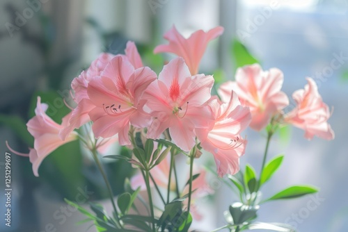 pink indoor flowers of archidea in the home interior growth plant pot sunshine from window elegance botanical photo