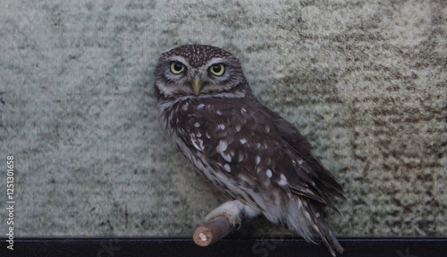 Portrait of a little owl, wildlife
