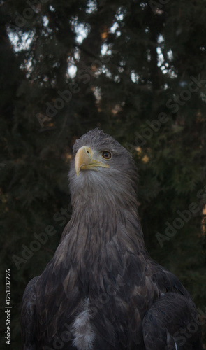 Portrait of an adult eagle in the wild
