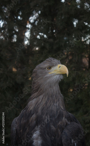 Portrait of an adult eagle in the wild
