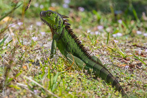 A large mature green Iguana lizard poses in the grass on a sunny day