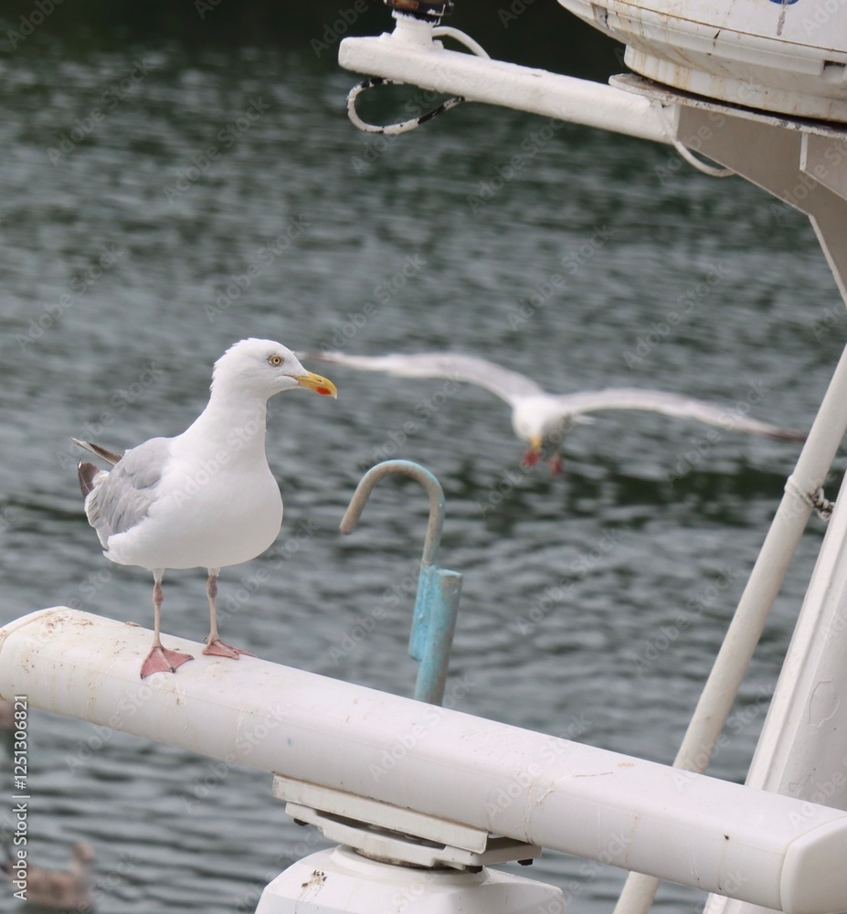 seagull on the pier