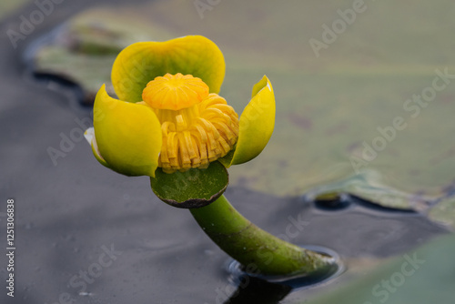 Fotografie A closeup view of a yellow pond lily flower