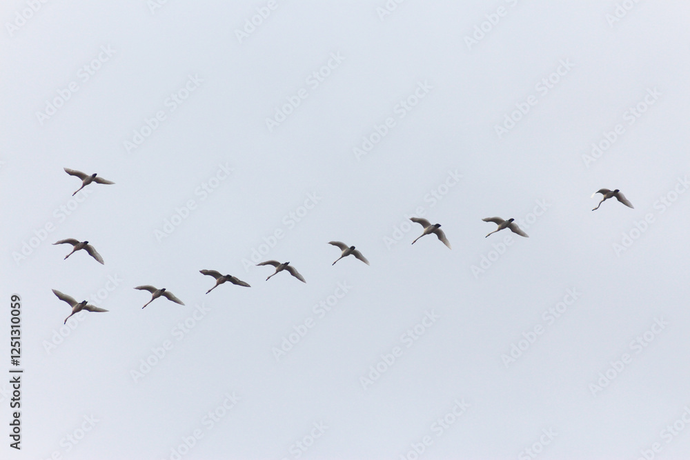 A Flock of Whooper Swans in Flight A Flock of Whooper Swans in Flight