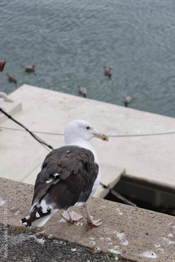 seagull on the pier at the harbor