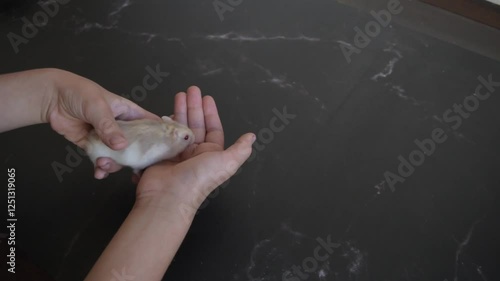 boy holding a small gray Russian hamster in his hands