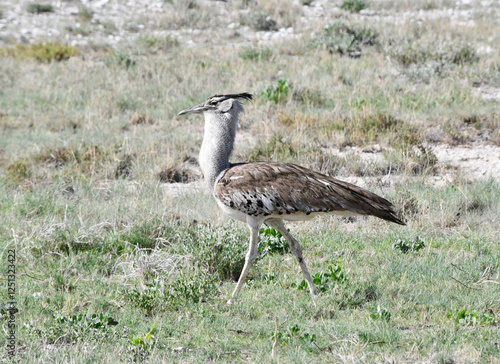 Wielki afrykański ptak Drop Kori - olbrzymi 