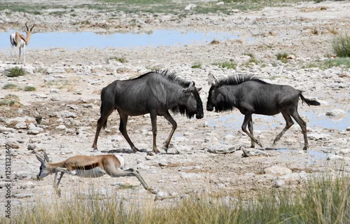 Obraz Bawoły na safari w Namibii