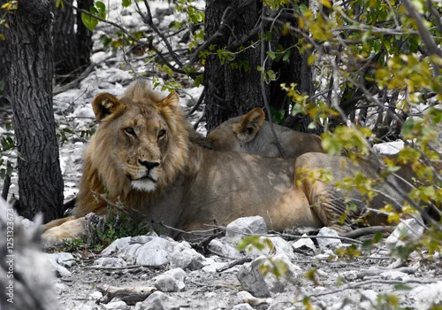 Obraz Dorosły samiec lwa - Lew podczas popołudniowego odpoczynku w cieniu drzewa - safari w Afryce