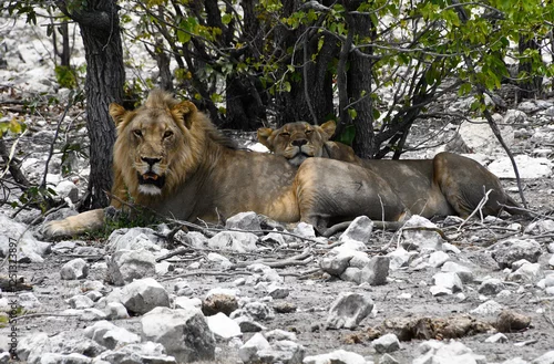 Obraz Para lwów (samiec i samica) odpoczywa pod drzewem w naturalnym środowisku w parku Etosha - Lwy uchwycone podczas safari w Namibii - południowa Afryka 