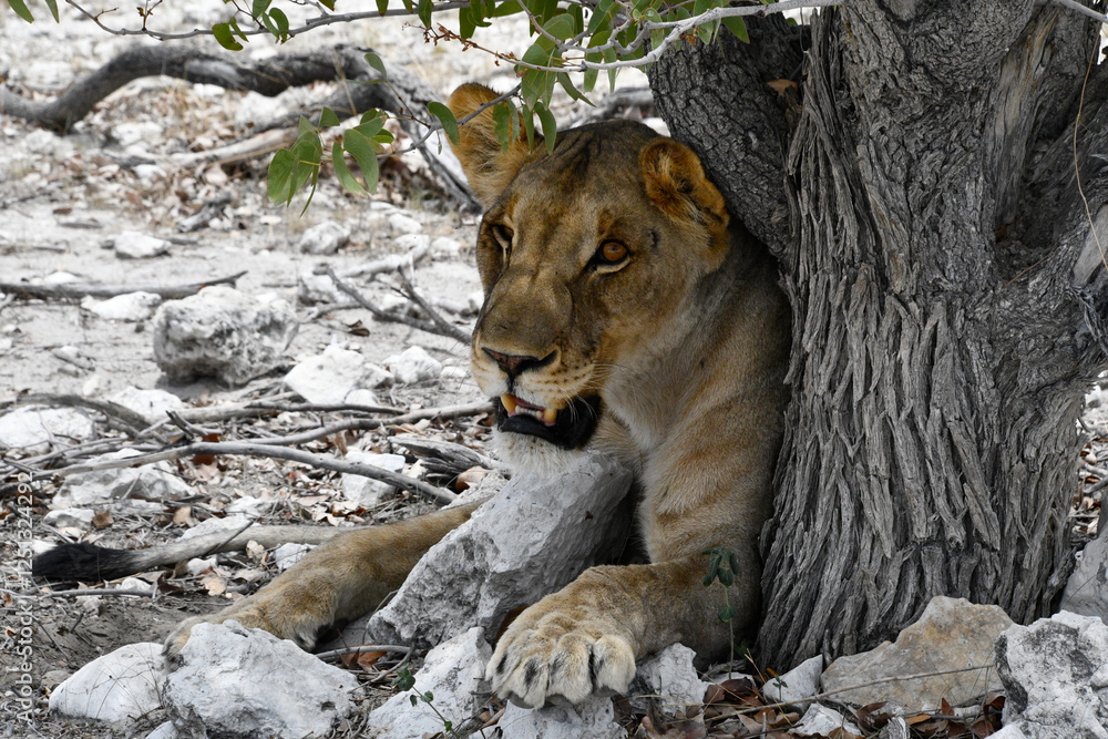 Lwica schroniła się w cieniu pod drzewem - Safari w Parku Etosha w Namibii - Afryka