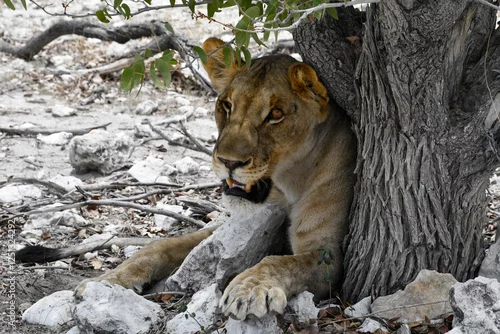 Obraz Lwica schroniła się w cieniu pod drzewem - Safari w Parku Etosha w Namibii - Afryka
