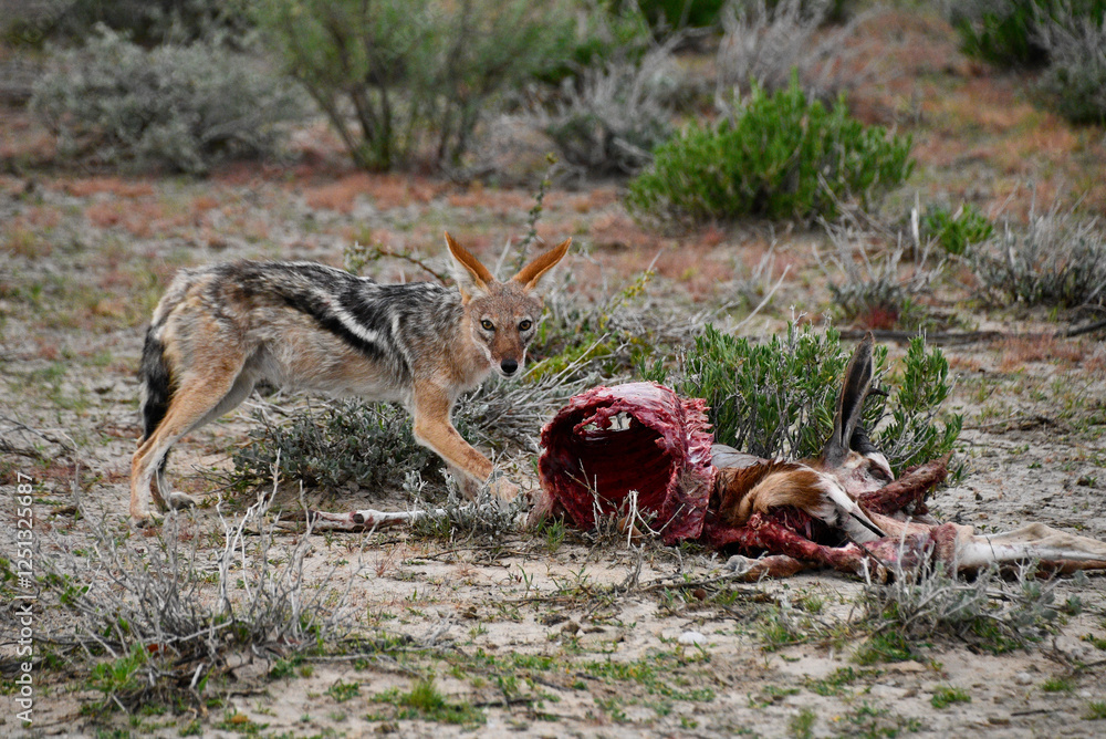 Szakal jedzący padlinę w naturalnym środowisku na safari w parku Etosha w Namibii - Afryka