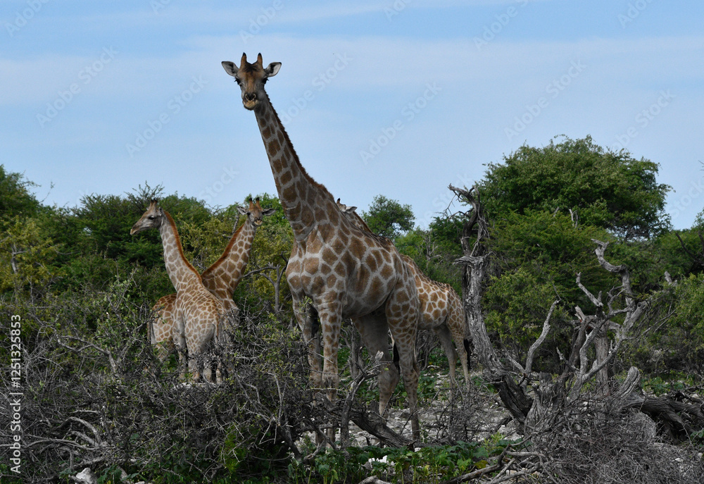 stado żyraf - żyrafa na safari w Namibii w naturalnym środowisku