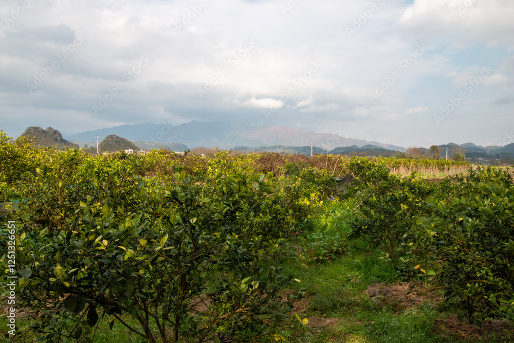 Naklejka premium rural landscape with orange orchard