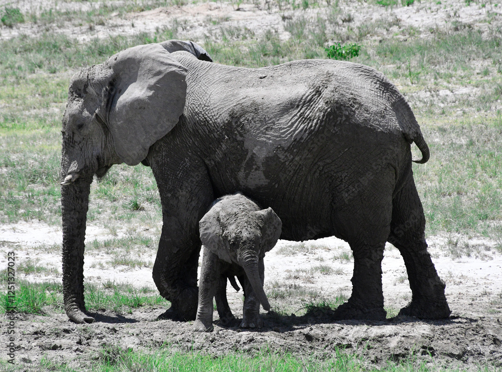 Safari w Parku Etosha w Namibii - Afryka dzika