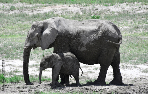 Obraz na płótnie Słonie na safari w Afryce - Namibia, park Etosha w salonie