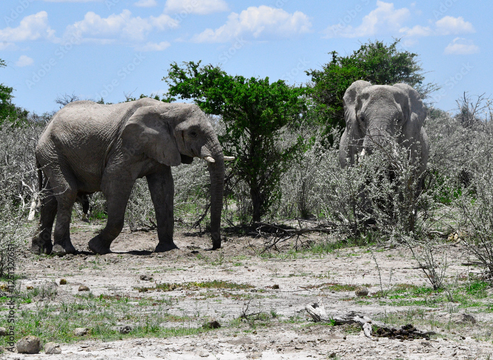 Słonie na safari w parku Etosha w Namibii - Afryka safari