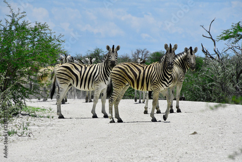 Zebry na safari w Namibii - Afryka - Etosha
