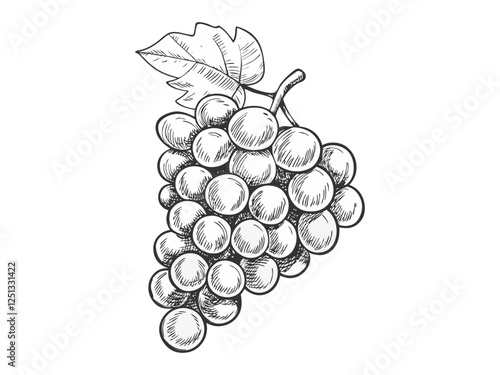 Hand-drawn sketch illustration of a bunch of grapes. Detailed and classic design, perfect for packaging, branding, and prints.