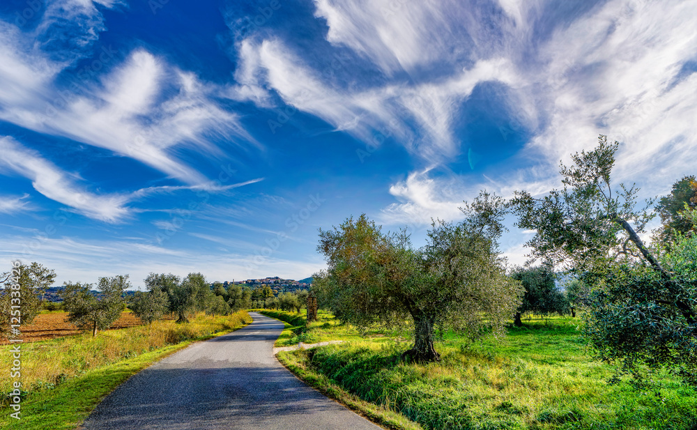 Panorama over a field of olive trees in the Tuscan countryside near Bolgheri in Castagneto Carducci Tuscany Italy Panorama over a field of olive trees in the Tuscan countryside near Bolgheri in Castagneto Carducci Tuscany Italy