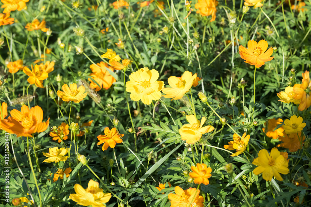Fototapeta premium Beautiful sulfur cosmos (cosmos sulphureus) flowers.