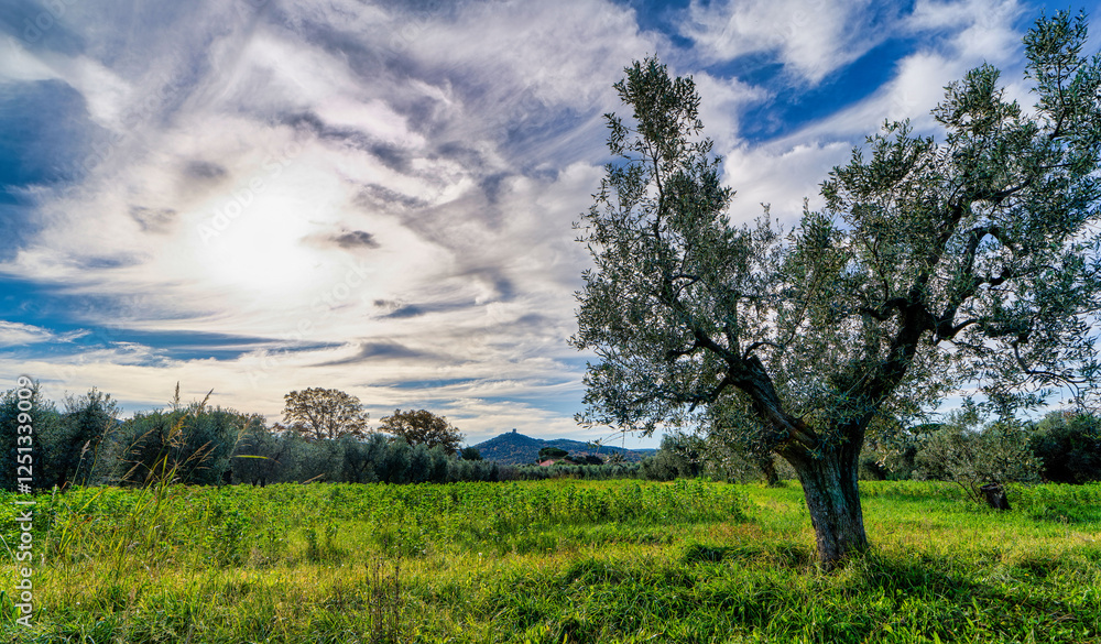 Panorama over a field of olive trees in the Tuscan countryside near Bolgheri in Castagneto Carducci Tuscany Italy Panorama over a field of olive trees in the Tuscan countryside near Bolgheri in Castagneto Carducci Tuscany Italy