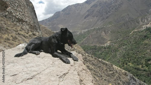 dog, black, colca canyo, cañón, valle del colca, chivay, peru, mountain, landscape, nature, panorama, mountains, summer, green, alpine, panoramic, valley, outdoors, scenery, alps, view, hill photo