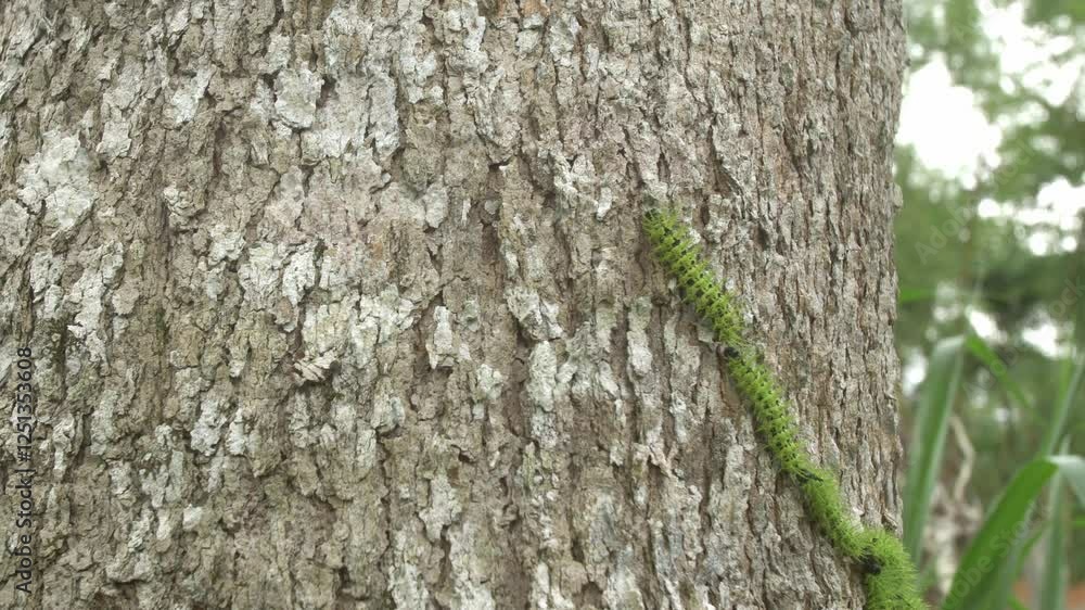 green caterpillars climb the trunk of a tree green caterpillars climb the trunk of a tree
