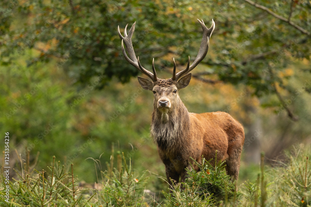 Red deer Red deer