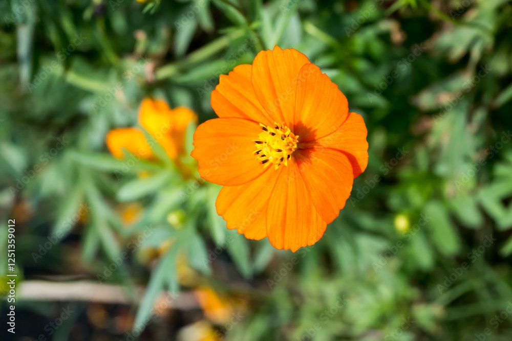 Beautiful sulfur cosmos (cosmos sulphureus) flower.