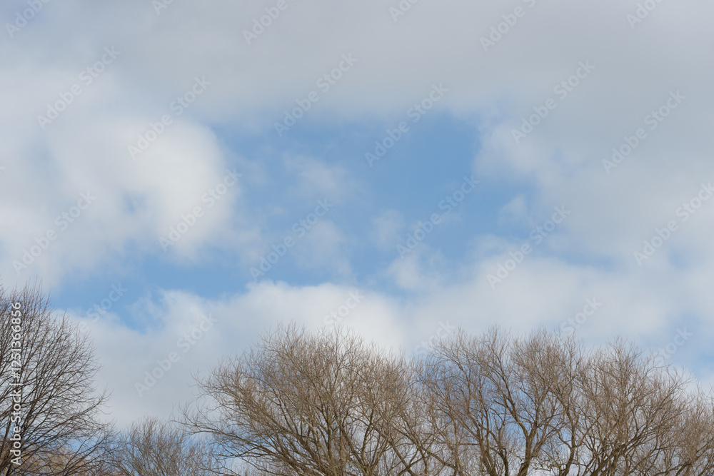 pale blue sky with soft clouds and tree tops in winter pale blue sky with soft clouds and tree tops in winter